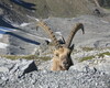 Stambecco al rifugio quinto alpini nel parco nazionale dello stelvio 
