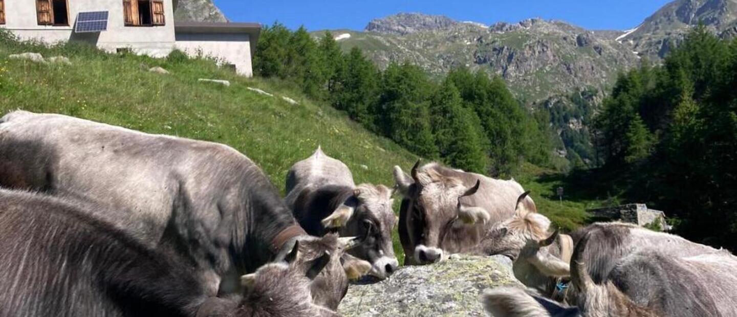 Alpe Val Bighera