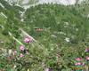 rifugio laeng e fiori